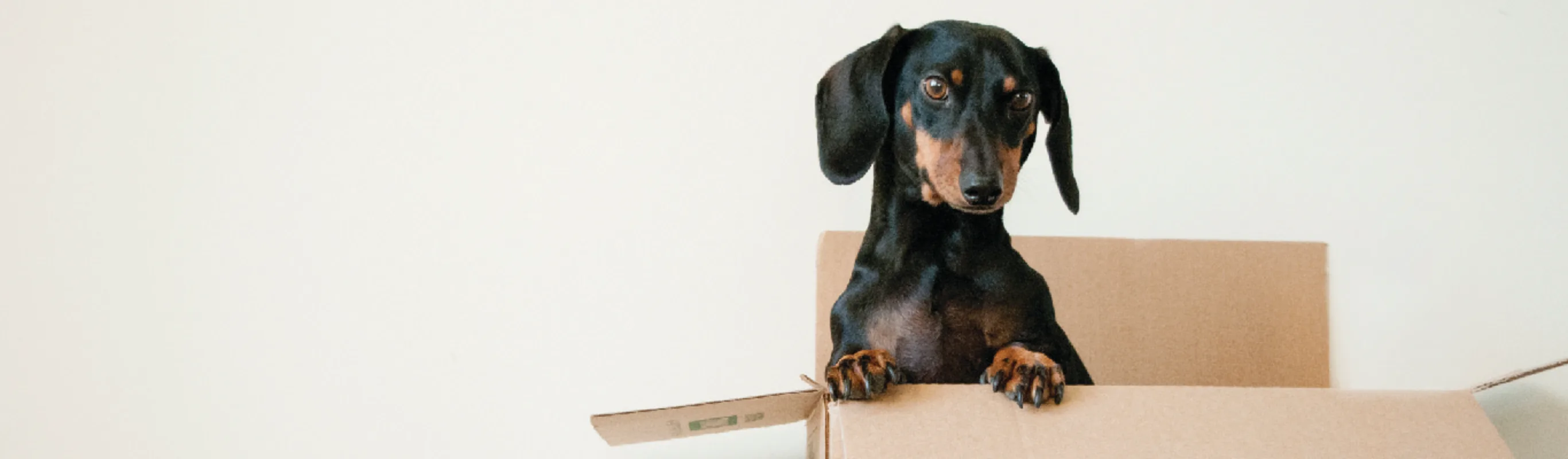 dog in a box 